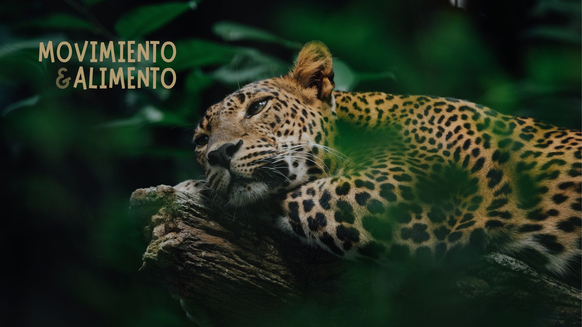 Movimiento&Alimento. Marketplace para entrenadores personales, nutricionistas y fisios