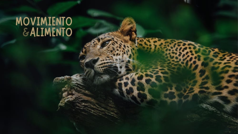 Movimiento&Alimento. Marketplace para entrenadores personales, nutricionistas y fisios