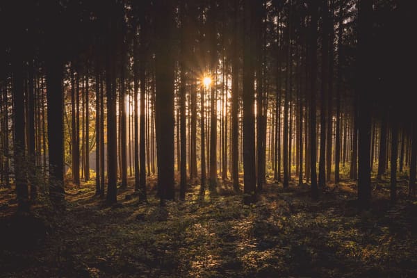 "Fui a los bosques porque quería vivir deliberadamente...